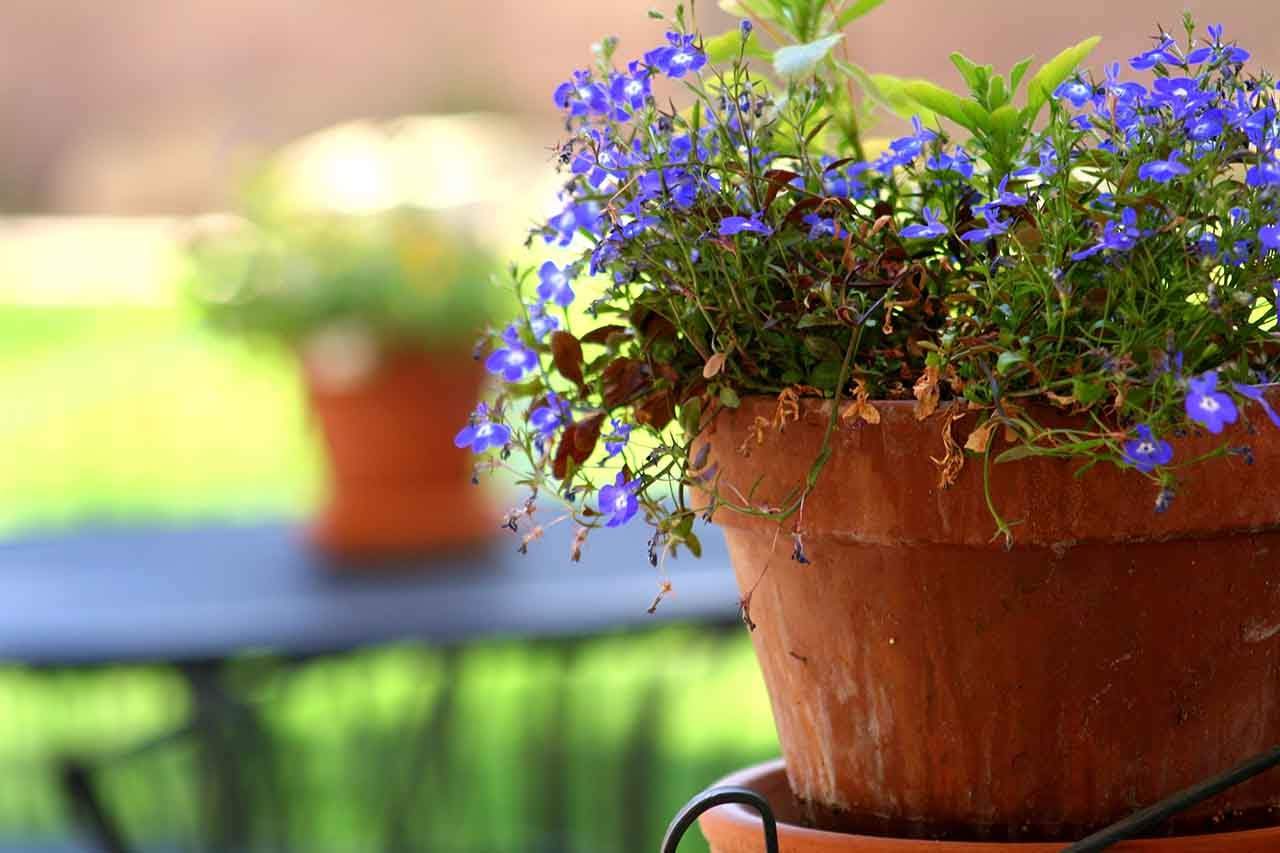 You are currently viewing 12 Things You Need To Know Before Repotting A Plant