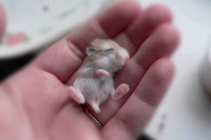 Read more about the article 27 Tiny Animals That Are Too Cute To Handle