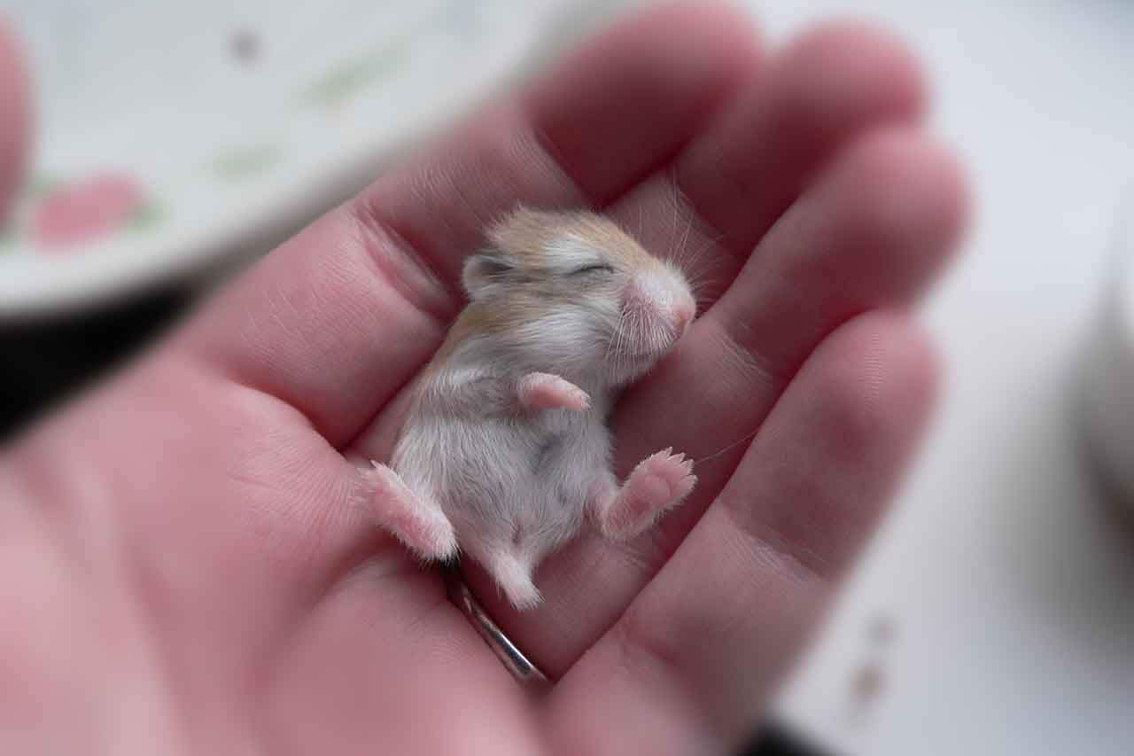 You are currently viewing 27 Tiny Animals That Are Too Cute To Handle