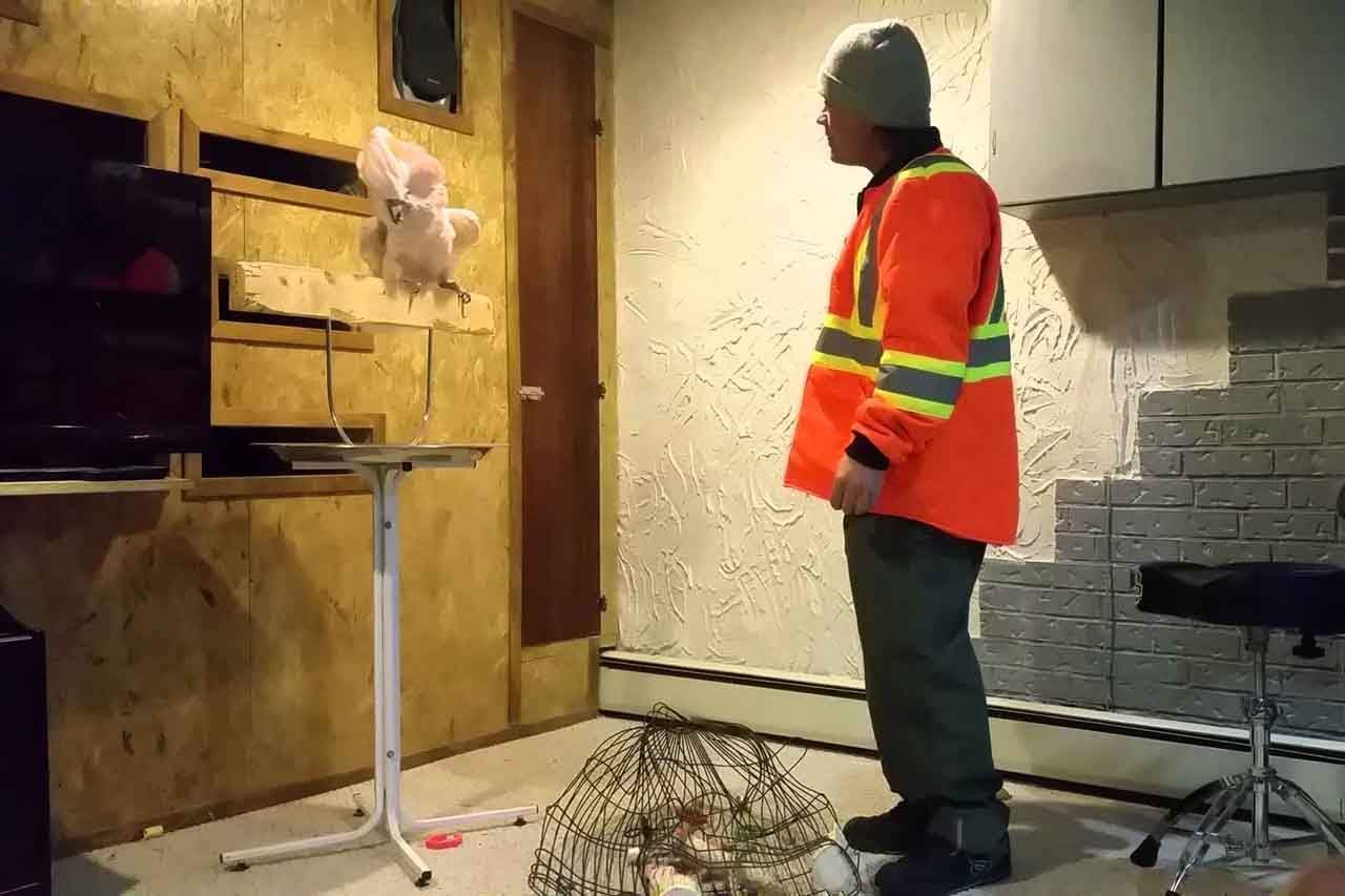 You are currently viewing Cockatoo Gets F*cking Mad After His Owner Destroys His Cage