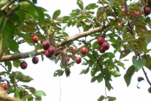 Read more about the article How To Grow A Plum Tree