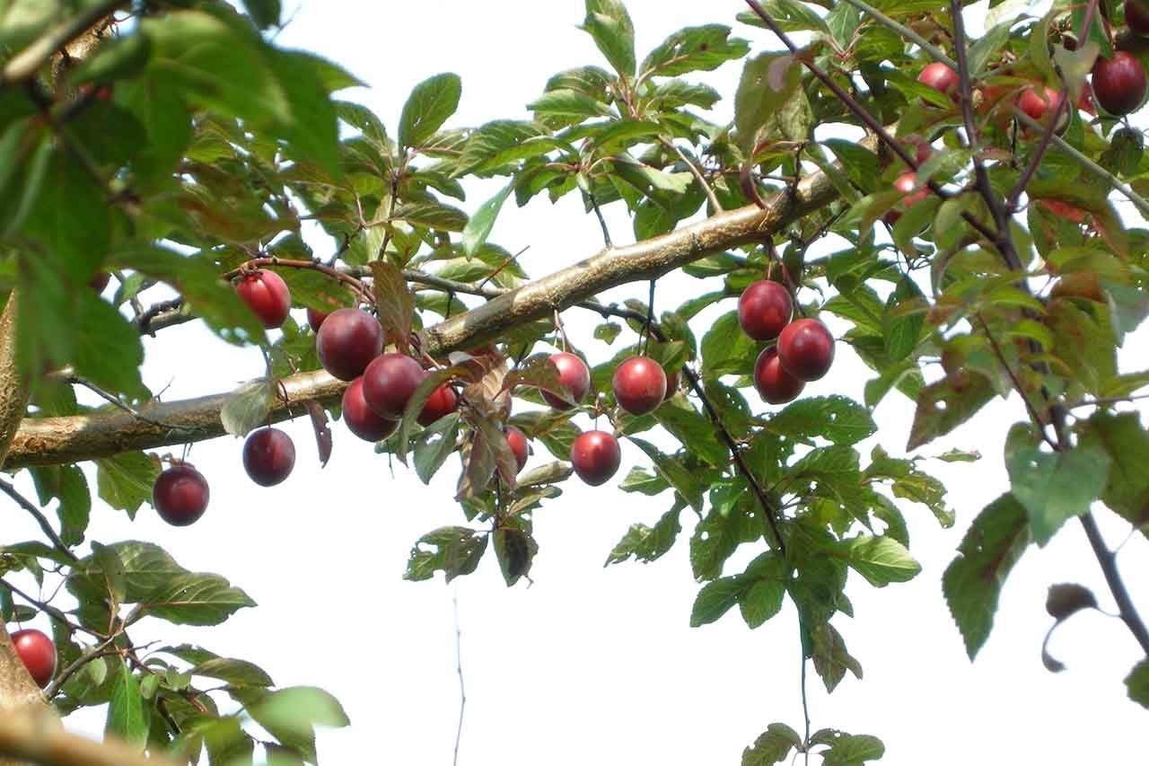 You are currently viewing How To Grow A Plum Tree