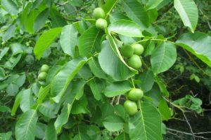 Read more about the article How To Grow A Walnut Tree