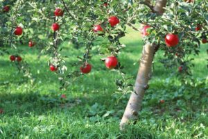 Read more about the article How To Grow An Apple Tree