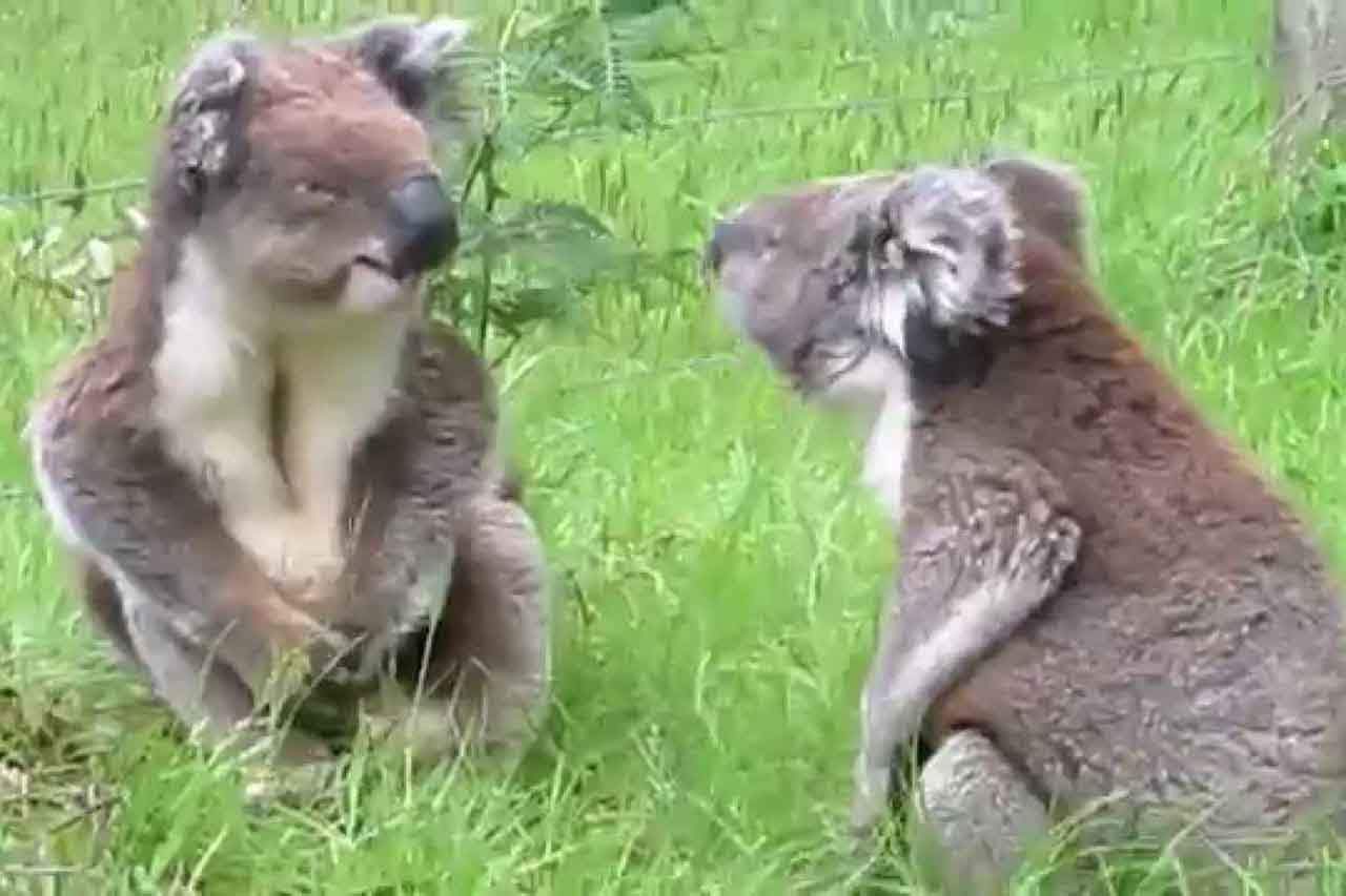 You are currently viewing Koalas Are The Cutest, Even When They Are Fighting