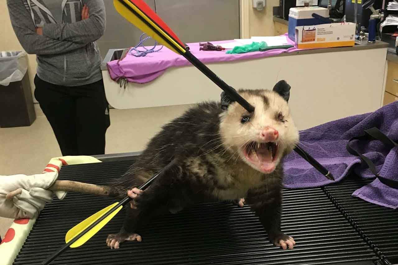You are currently viewing Opossum Survived After Being Shot By 2 Arrows