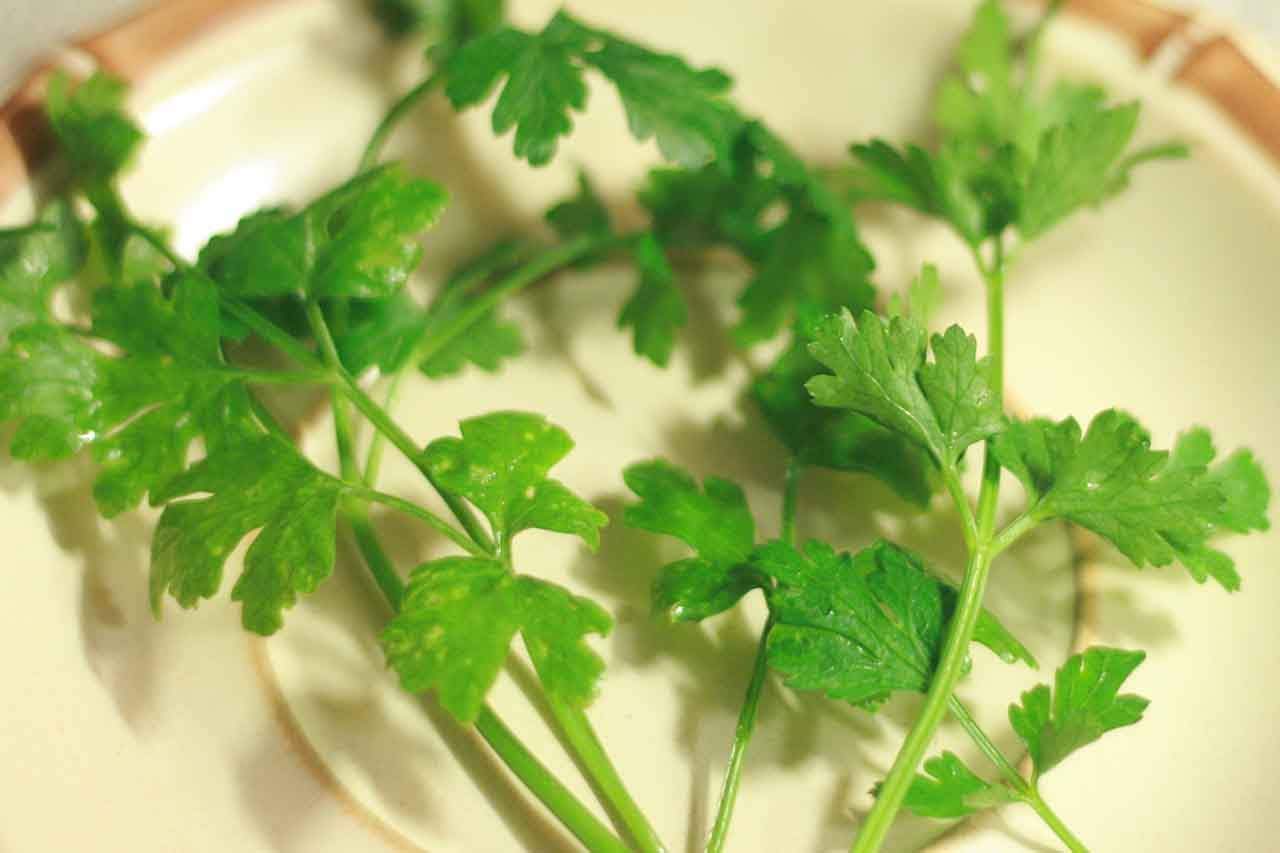You are currently viewing Parsley Cure For Fatigue
