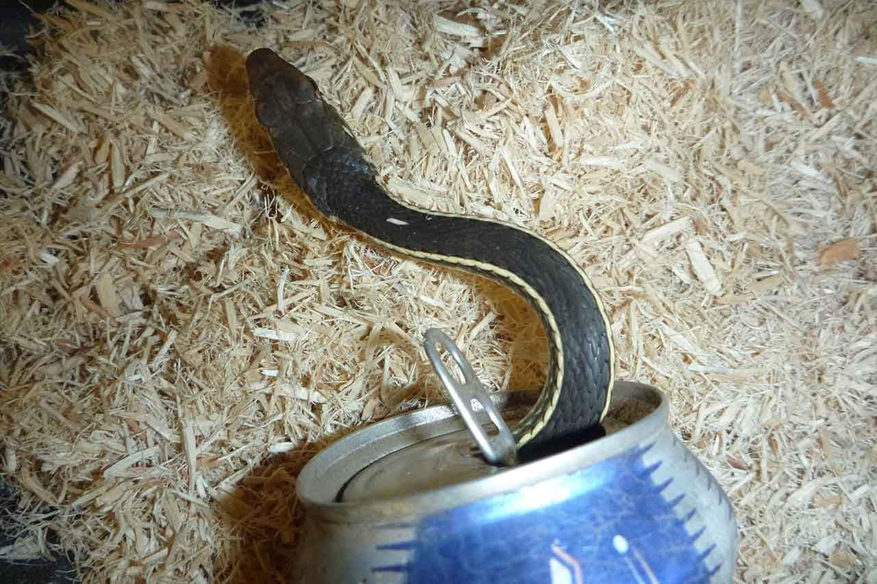 You are currently viewing Story Of The ‘Snake Trapped In A Beer Can’ Finally Ends Happily