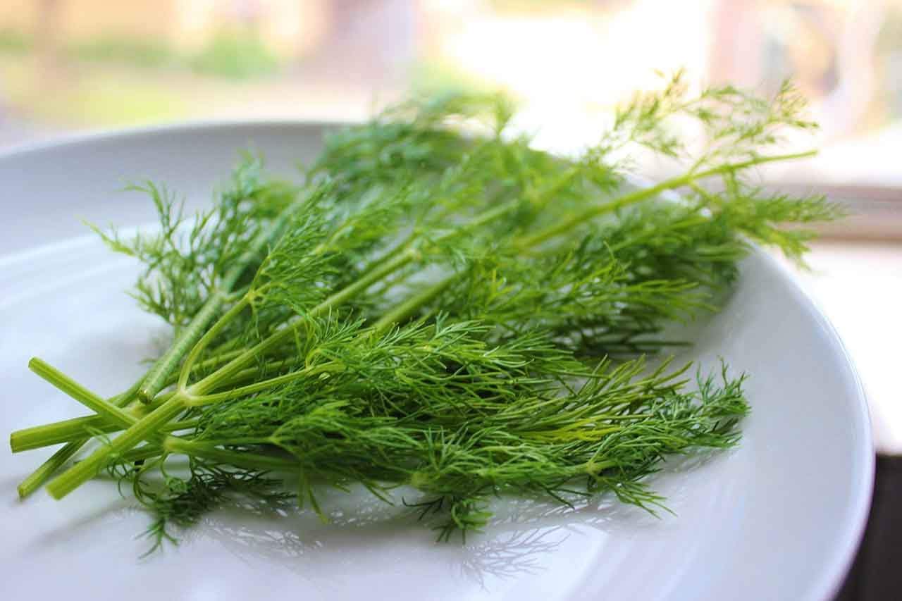 Read more about the article The Protective Power Of Dill