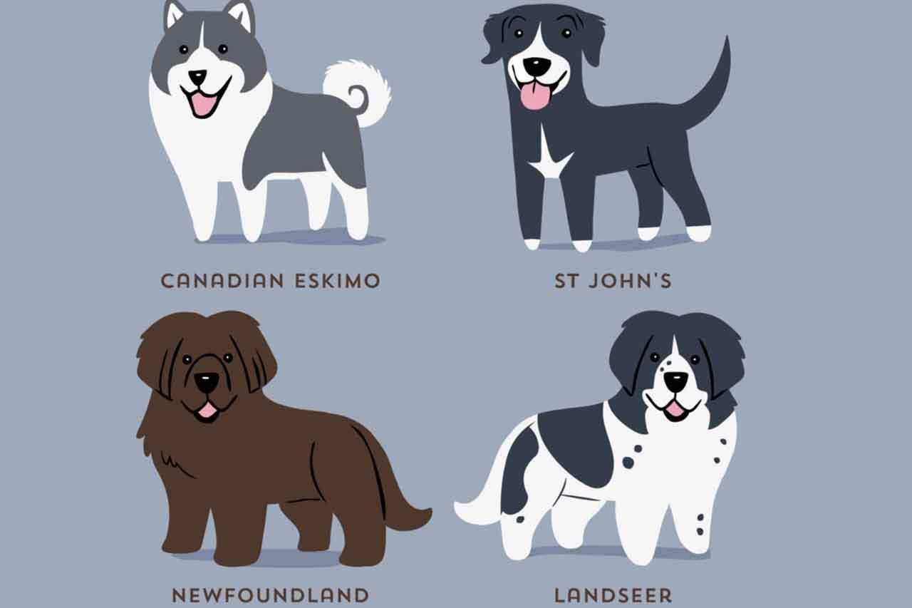 You are currently viewing These Illustrations Show The Origins Of Dog Breeds In The Cutest Way Possible