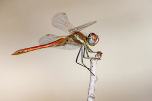 Read more about the article The 15 Most Beautiful Dragonfly Species In The World