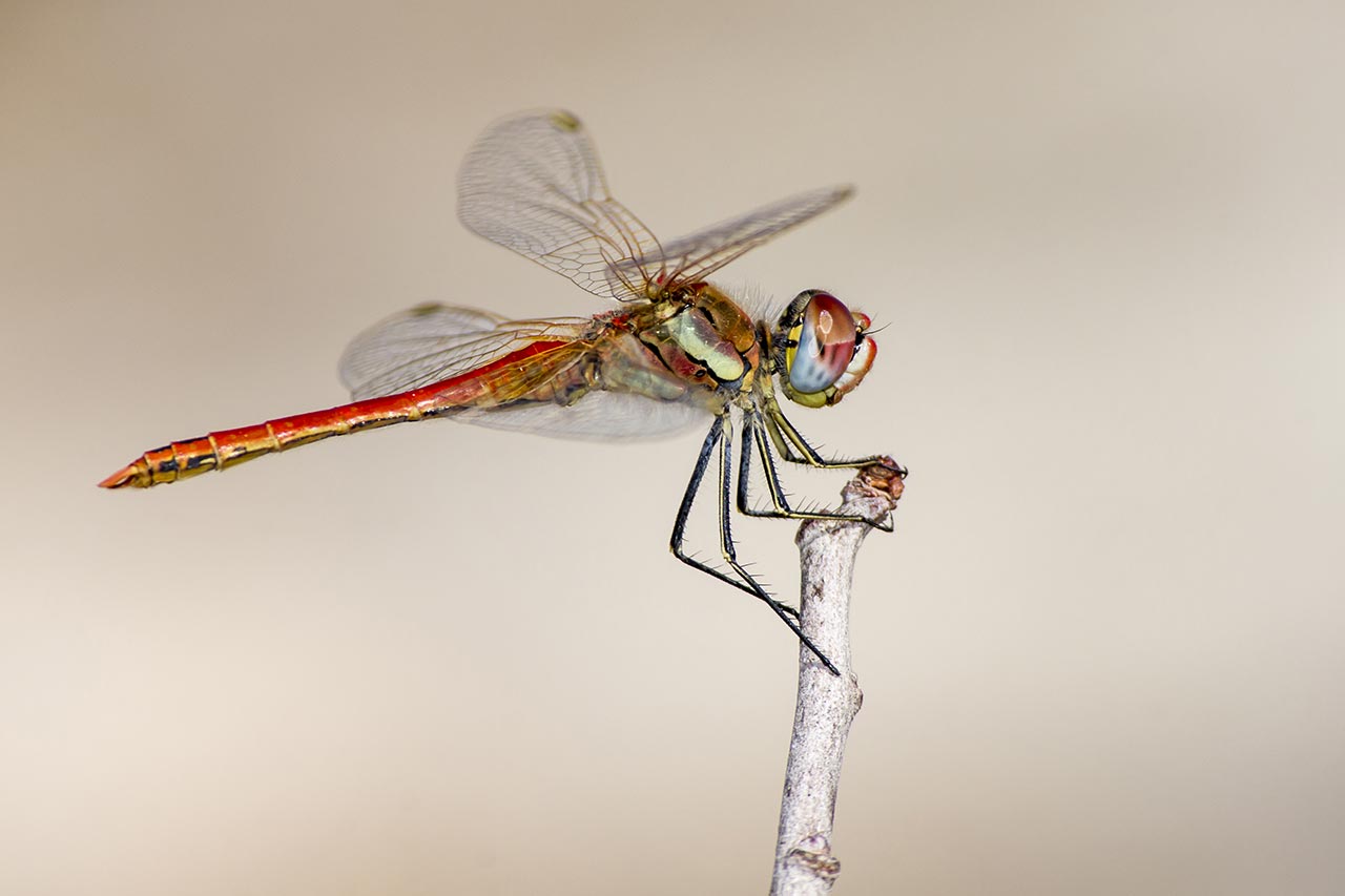 The Most Beautiful Dragonfly Species In The World - Dragonflies are fascinating insects with striking colors and their elegance. They do not harm or bite humans and many of them are beneficial to our habitat since they feed on insects capable of forming pests.