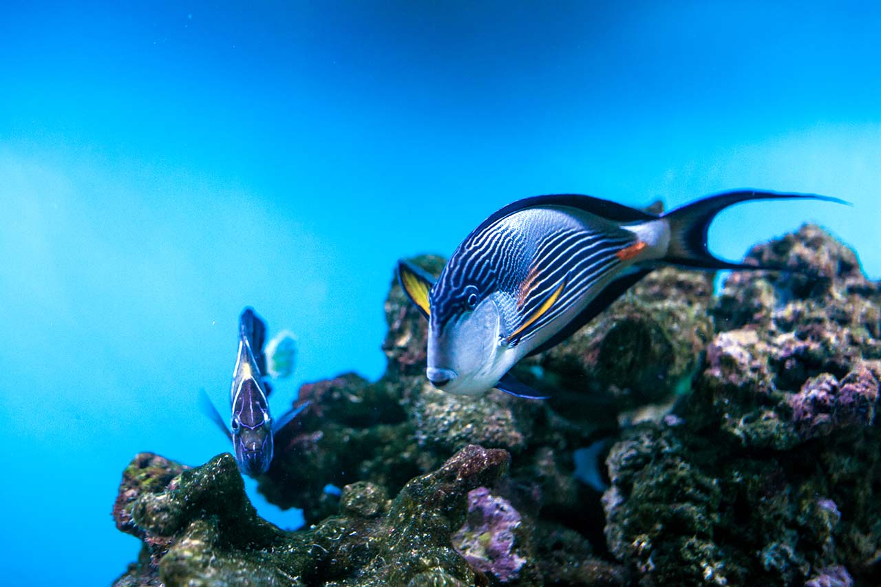 The 25 Most Impressive Underwater Photos Of 2020: The prestigious Ocean Art Underwater Photography Contest, organized by the Underwater Photography Guide, has announced the winners of a special Ocean Art Underwater Photography Contest under the banner of “Ocean Art Safe Under The Sea”.